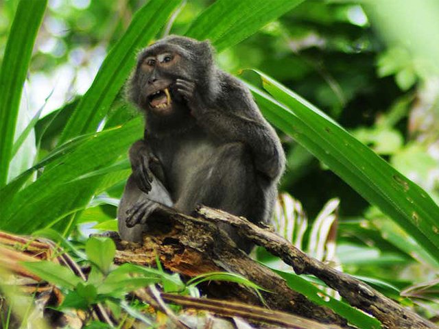 south-coast-monkey-sancutuary